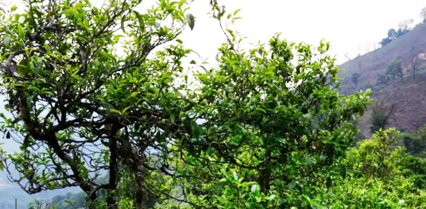 浅析中国茶市古树茶消费价值观